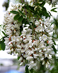acacia tree flowers