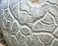 ccracked surface of puffball mushroom