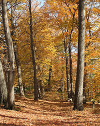 autumn path at boothe memorial park