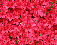 red azalea in bloom