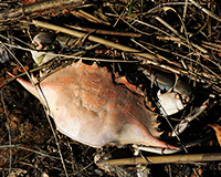 crab shell among dry grass