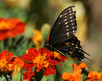 eastern swallowtail butterfly on marigolds