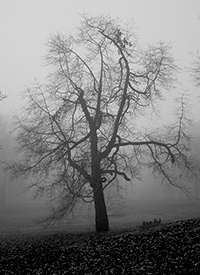 A tree shrouded in fog in early morning at Boothe Memorial Park, Stratford, CT