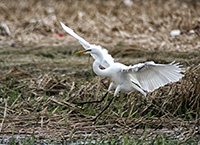 great egret landing