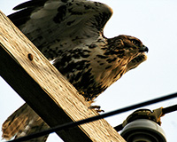 hawl on telephonr pole