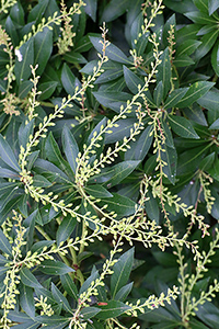 A Japanese Andromeda shrub with bud stalks. Also known as Dwarf Lilly-of-the-Valley. Pieris japonica