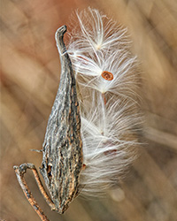 milkweed pod and seeds macro