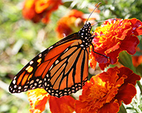 monarch butterfly on marigold flower