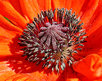 orange poppy flower center macro