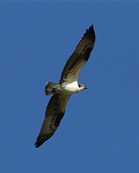osprey flying against clear blue sky