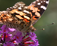 painted lady on butterfly bush flower