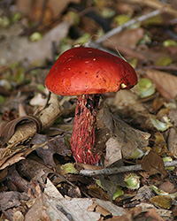 red mushroom on forest floor