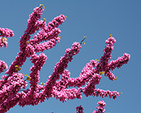 blooming redbud branch against blue sky