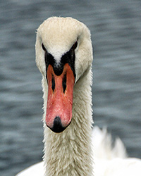 mute swan portrait