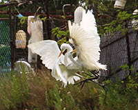 great egrets in dispute