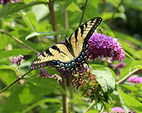 tiger swallowtail on a butterfly bush