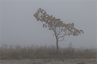A stunted tree shrouded in fog on the shore of Short Beach Park, Stratford, CT.