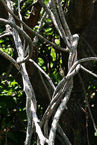 twisted vines hanging from a tree
