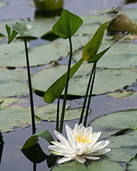 water lily pads and flower