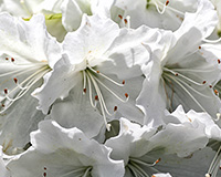 white azalea blooms