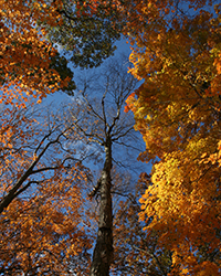 late fall foliage against blue sky