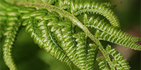 youg fern close up