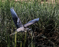 immature night heron taking flight