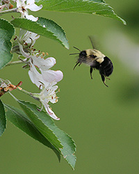 bee in flight feeding on apple blossoms