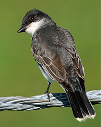 eastern kingbird perched on a wire