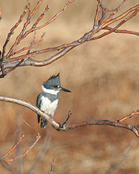 belted kingfisher perched on a branch