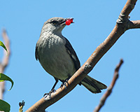 mockingbird eating berries