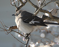 mocking bird in winter shrub