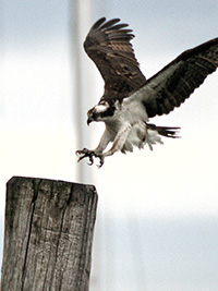osprey landing on a piling
