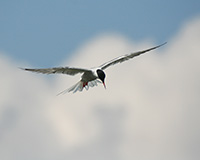 tern in flight against cloudy sky