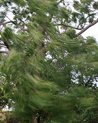 wind motion blur of walnut tree